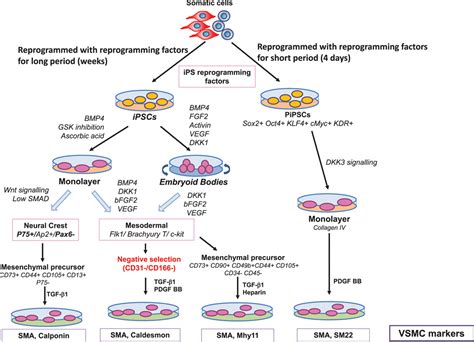 Differentiation And Application Of Induced Pluripotent Stem Cell Derived Vascular Smooth Muscle