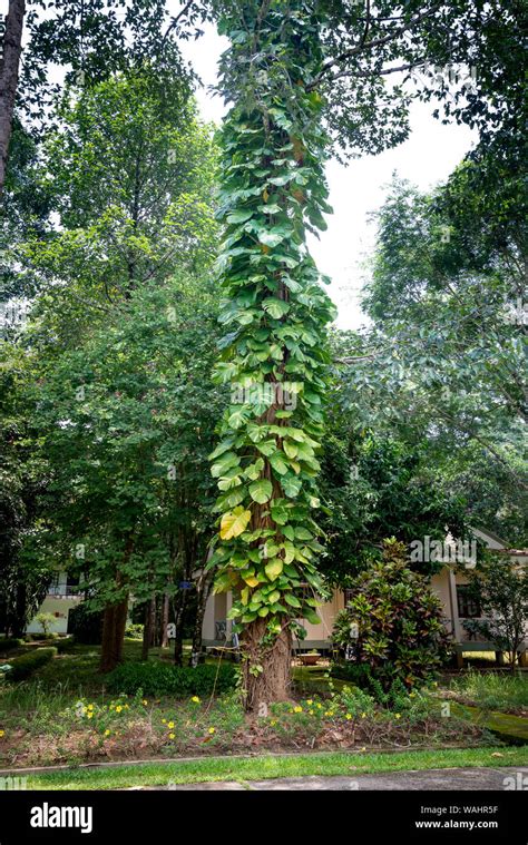 Potus Dorado Gigante O Devil S Ivy Epipremnum Aureum Las Enredaderas