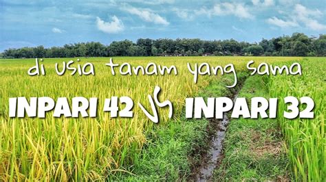 PADI INPARI 32 VS INPARI 42 Diusia Tanam Yang Sama YouTube