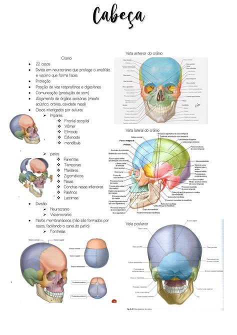 Ossos do crânio e músculos da cabeça anatomia da enfermagem Cranio