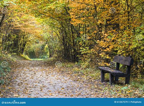 Autumn Forest Path With Wood Bench Stock Image Image Of Natural