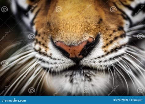 Tiger Nose Closeup. Portrait of a Tiger Stock Image - Image of mammal ...