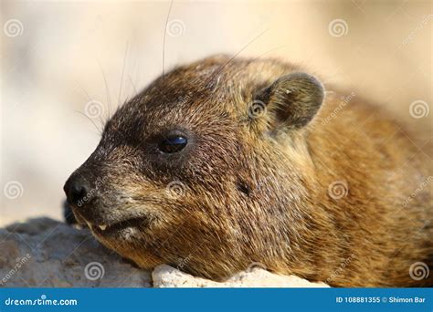 Daman herbivorous mammals stock image. Image of morning - 108881355