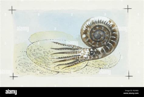 Illustration De L Ammonite Fossile Photo Stock Alamy