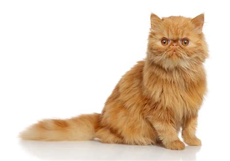 Ginger Persian cat — Stock Photo © FotoJagodka #6955588