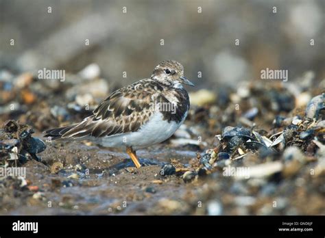 Turnstone Arenaria Interpres Stock Photo Alamy