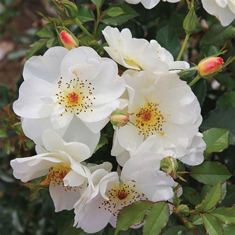 Oscar Peterson Rose Vanstone Nurseries