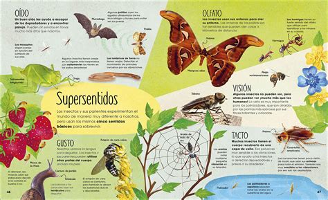 LA VIDA SECRETA DE LOS INSECTOS La Casa Curiosa