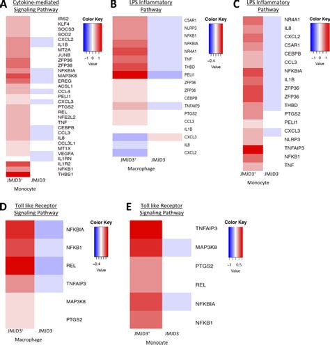 Differential Expressed Gene Heatmaps A E Heatmaps Of Differentially