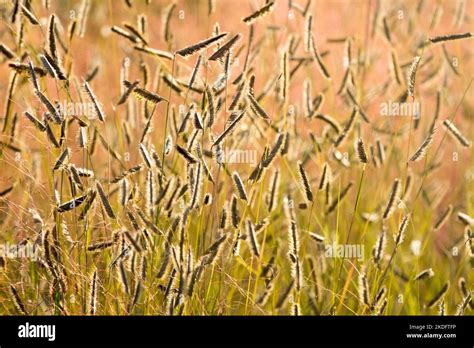 Otoño Blue Grama Bouteloua Gracilis Mosquito Grass Bouteloua La