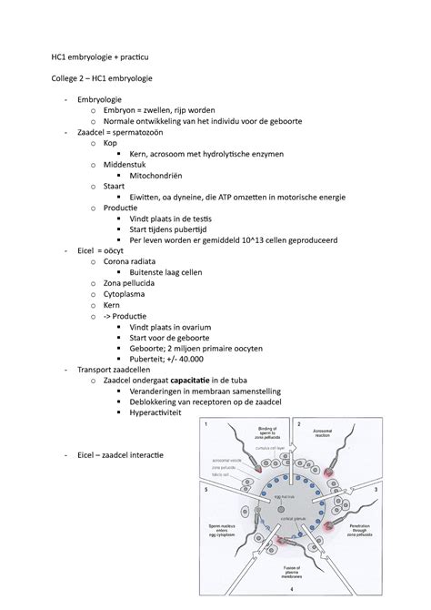 Practicum Embryologie Hc Embryologie Practicu College Hc