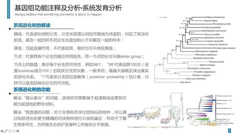 分子进化和系统发育的基础知识 Csdn博客