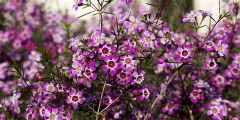 Purple Wax Flower