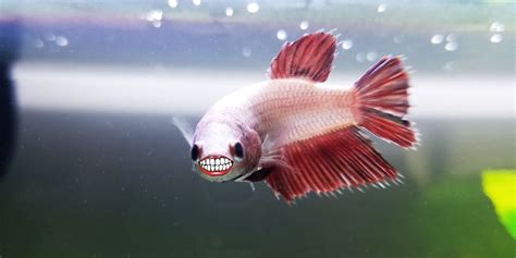 Do Betta Fish Have Teeth? - Bettafish.org