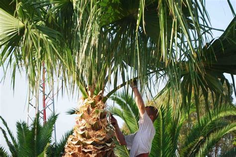 A Short Guide to Trimming & Pruning Your Palm Trees!