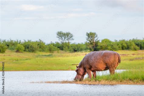 Hippopotamus Drinking Water In Lake Kariba National Park In Zimbabwe