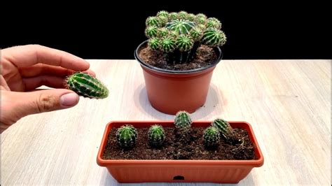 How To Grow Baby Cactus Very Easy Youtube