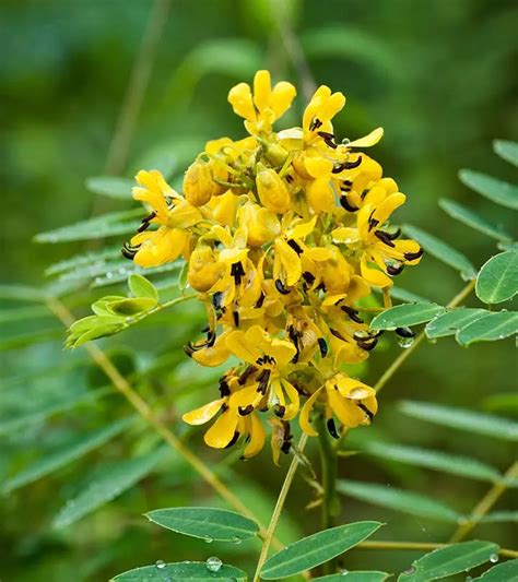 Senna Health Benefits Side Effects And Risks