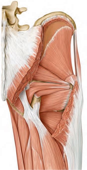 Diagram Of Glutes Deep Quizlet