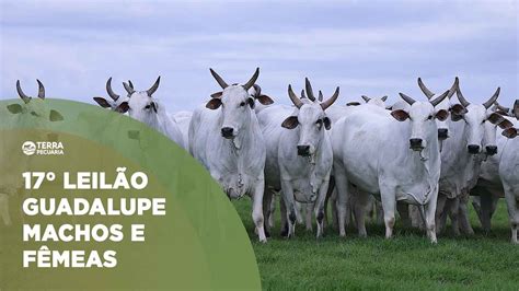 TERRA PECUÁRIA 17 LEILÃO GUADALUPE AGROPECUÁRIA MACHOS E FÊMEAS