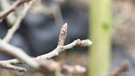 Winter Washing Our Fruit Trees Youtube