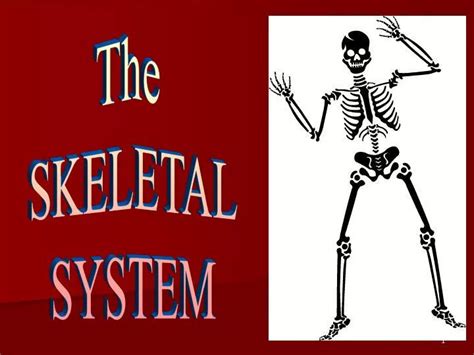 Ppt The Skeletal System Powerpoint Presentation Free Download Id