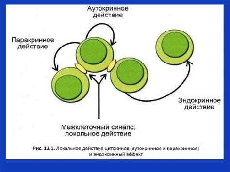 Система цитокинов. Классификация. Основные свойства. Механизмы действия ...