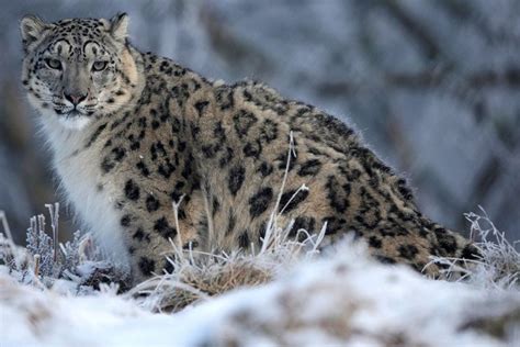 Snow Leopards Scientists Discover Three New Subspecies Of The Worlds