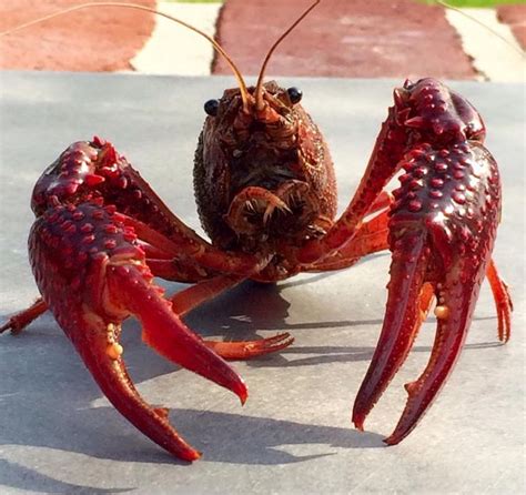 Louisiana Crawfish Louisiana Crawfish Crawfish Crab