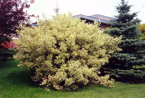 European Variegated Dogwood (Cornus alba 'Elegantissima') in Milwaukee ...