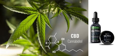 CBD Cómo actúa y sus beneficios en el cuerpo