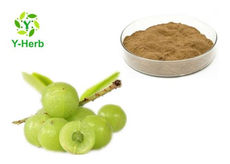 Phyllanthus Emblica Herbal Extract Powder Gooseberry Amla Berry Fruit