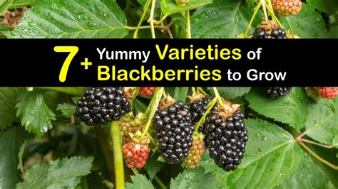 Blackberry Types Amazing Blackberry Plant Varieties