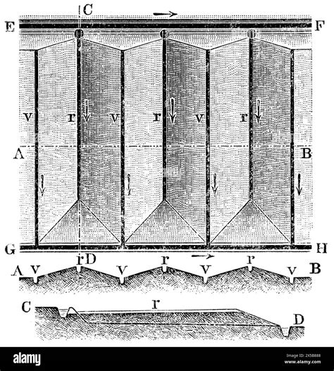 longitudinal section  res stock photography  images alamy