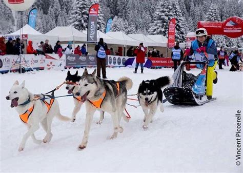 La Grande Odyss E Savoie Mont Blanc Course De Chiens De Tra Neau