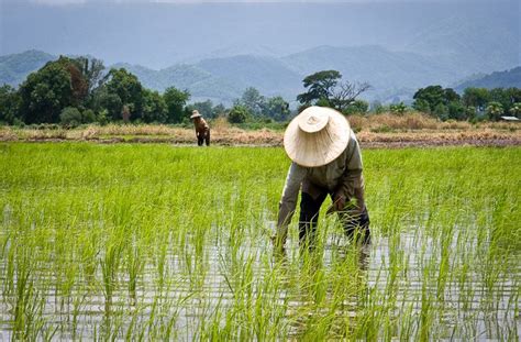 Mga Magsasaka Nakikinabang Sa Pagtaas Ng Presyo Ng Palay