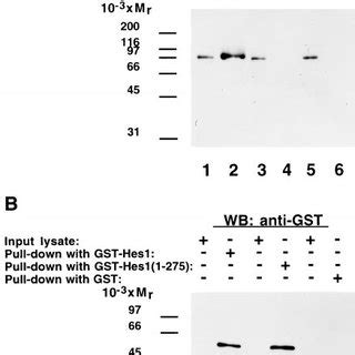 Interaction Of Hes1 And TLE In Mammalian Cells ROS17 2 8 Cells Were