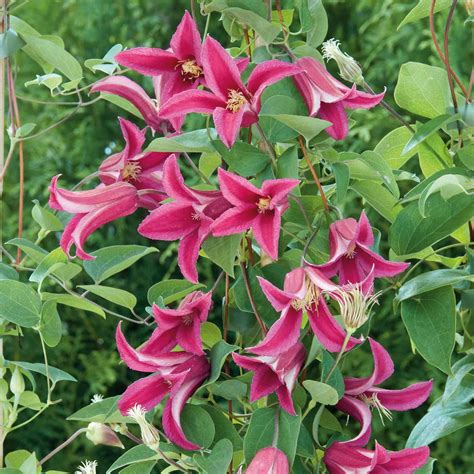 Clematis Texensis Princess Diana 3l Plant Buy Clematis Plants