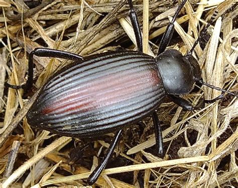 Darkling Beetle Eleodes Hispilabris Bugguide Net