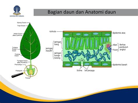 Gambar Anatomi Daun Bonus