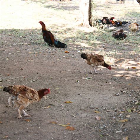 PROJETO PIONEIRO ATUA NA REABILITAÇÃO DA SAÚDE DE GALOS UTILIZADOS EM