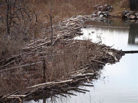 Tales From The Wilds: Beaver Dam in Late Winter