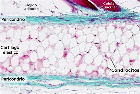 Tejidos Animales Tejido Cartilaginoso Atlas De Histología Vegetal Y