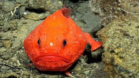 Dozens of deep-sea species discovered off the coast of Chile - Earth.com