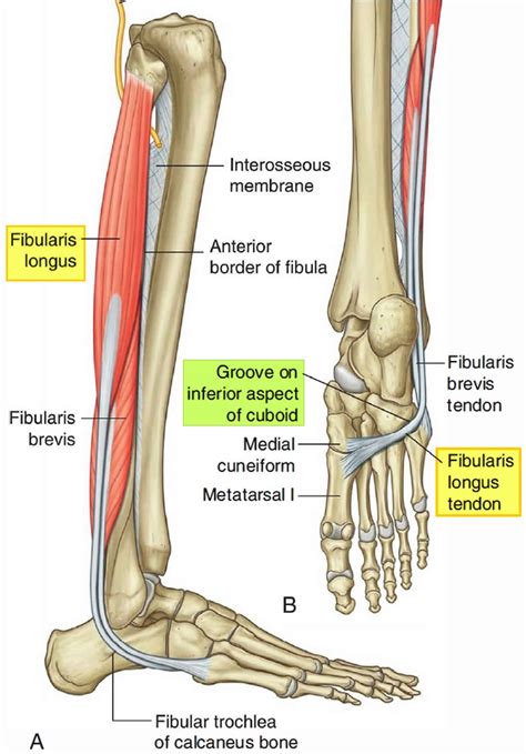 fibularis longus muscle anatomy