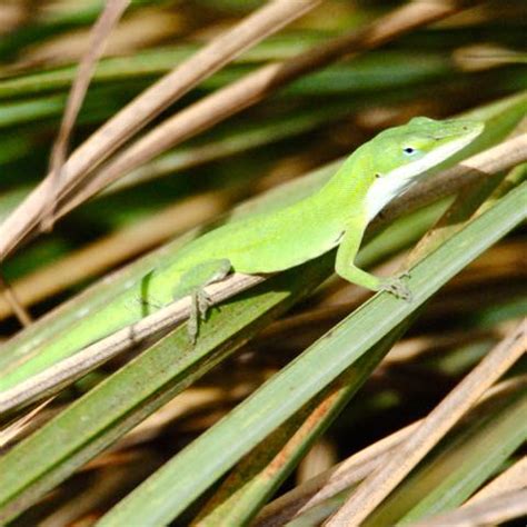 Green Anole