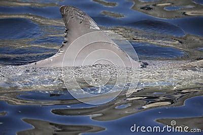 Close Up Of The Dorsal Fin Of A Common Bottlenose Dolphin Royalty Free