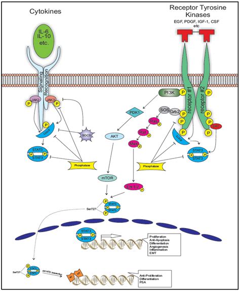 Cancers Free Full Text The Multifaceted Roles Of Stat3 Signaling In