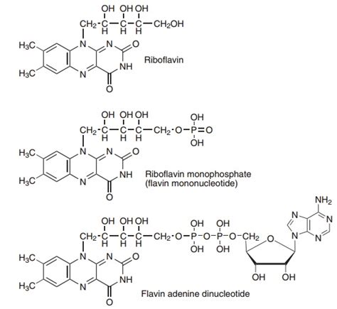 Vitamin B2 Riboflavin Human Nutrition