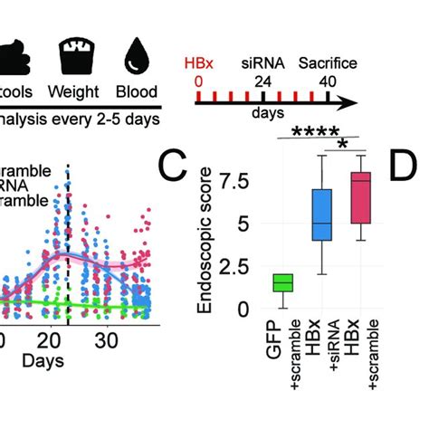 Hepatitis B Virus X Protein HBx Induced Phenotype Is Reversible In